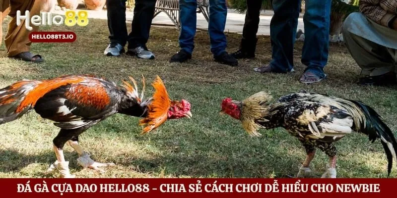 Đá Gà Cựa Dao Hello88 - Chia Sẻ Cách Chơi Dễ Hiểu Cho Newbie