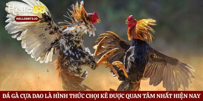 Đá gà cựa dao là hình thức chọi kê được quan tâm nhất hiện nay