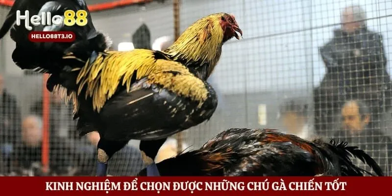 Kinh nghiệm để chọn được những chú gà chiến tốt