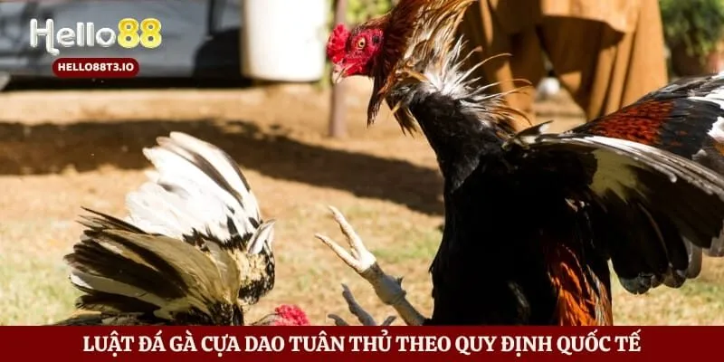 Luật đá gà cựa dao tuân thủ theo quy định quốc tế