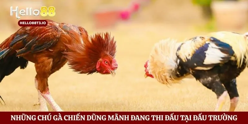 Những chú gà chiến dũng mãnh đang thi đấu tại đấu trường 