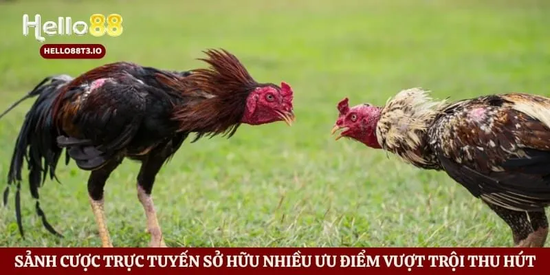 Sảnh cược trực tuyến sở hữu nhiều ưu điểm vượt trội thu hút