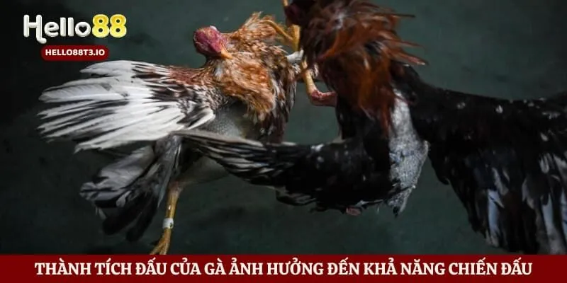 Thành tích đấu của gà ảnh hưởng đến khả năng chiến đấu