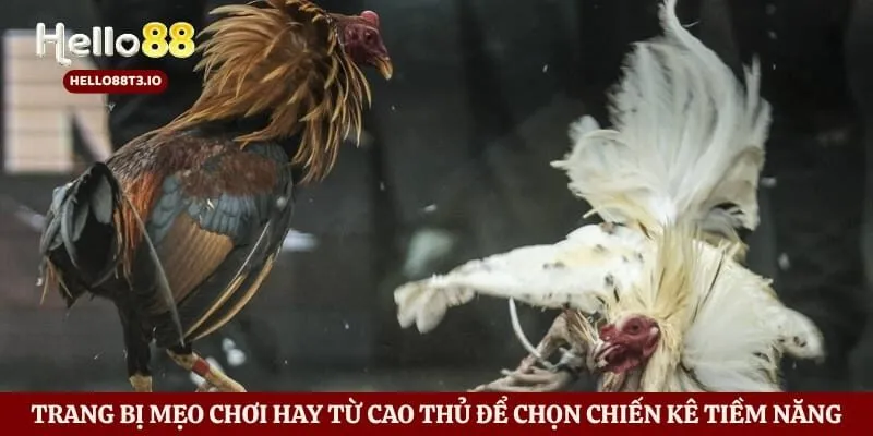 Trang bị mẹo chơi hay từ cao thủ để chọn chiến kê tiềm năng